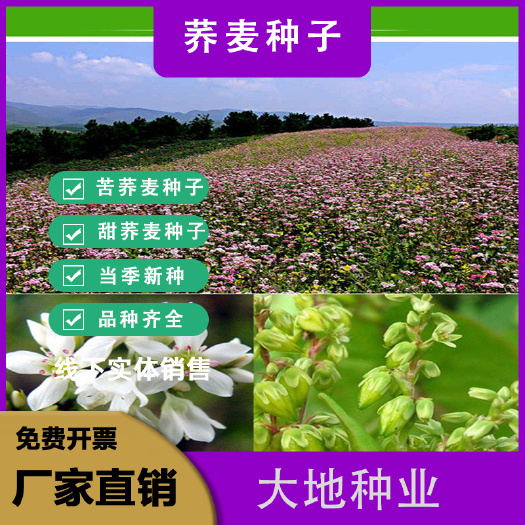 苦荞麦种子甜荞麦种子 苦荞麦种子 供应荞麦苦荞麦优质杂粮种子