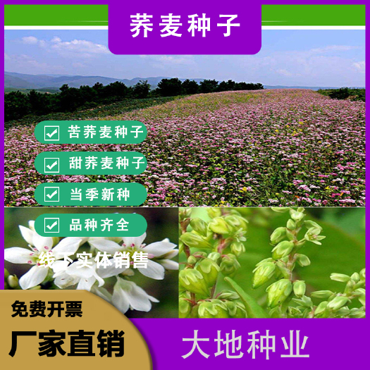 灌云县苦荞麦种子甜荞麦种子 苦荞麦种子 供应荞麦苦荞麦优质杂粮种子