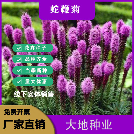 灌云县蛇鞭菊种子虹当年夏季开花球根耐寒花园盆栽地栽花海打造