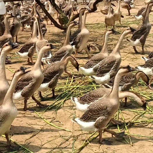 阳江批量出售鹅，阳江杂，14.5一斤，一千只左右