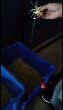 黄绿豆芽