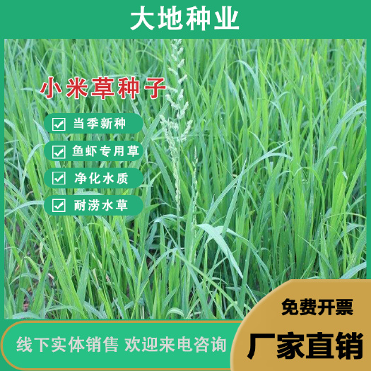 小米草种子养殖专用水草植物牧草种子生长快耐热耐寒牧草种子批发