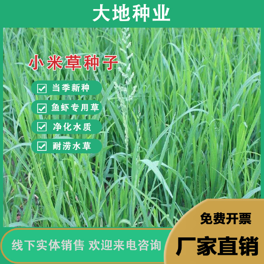 灌云县小米草种子养殖专用水草植物牧草种子生长快耐热耐寒牧草种子批发