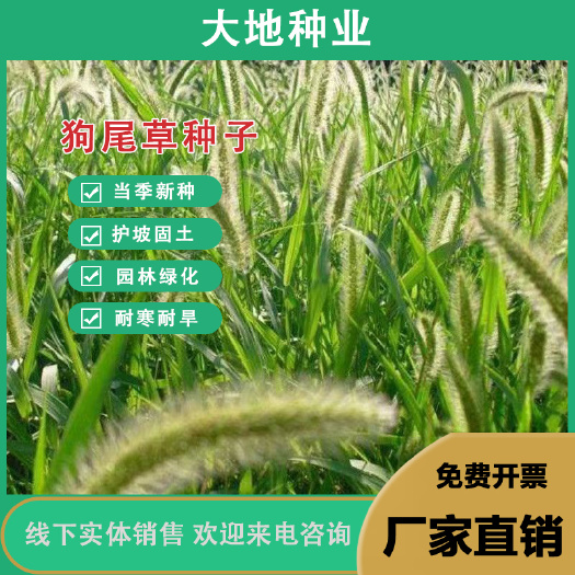 灌云县狗尾草种子，旱地牧草护坡绿化狗尾巴草，狼尾草种子绿化种子批