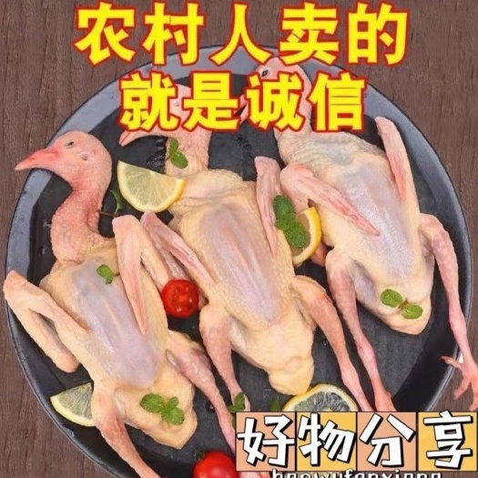 石家庄白条乳鸽