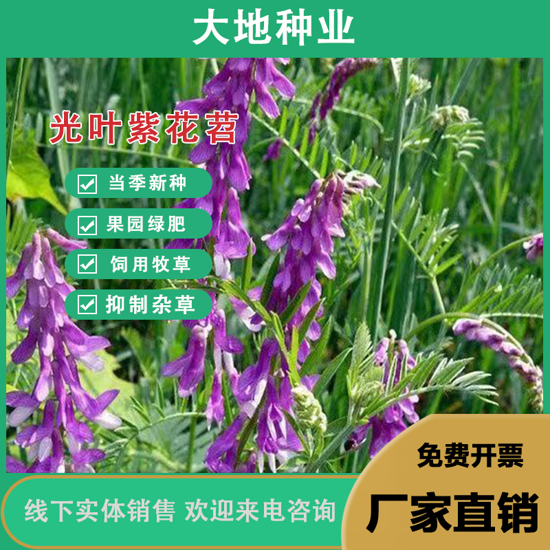 灌云县光叶紫花苕果园绿肥种子毛苕子长柔毛野豌豆养蜂蜜源植物牧草草籽