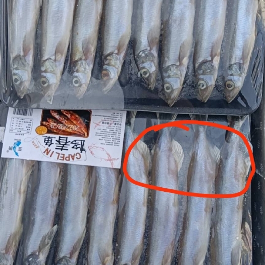 济南全规格多春鱼 公体 母体 原料