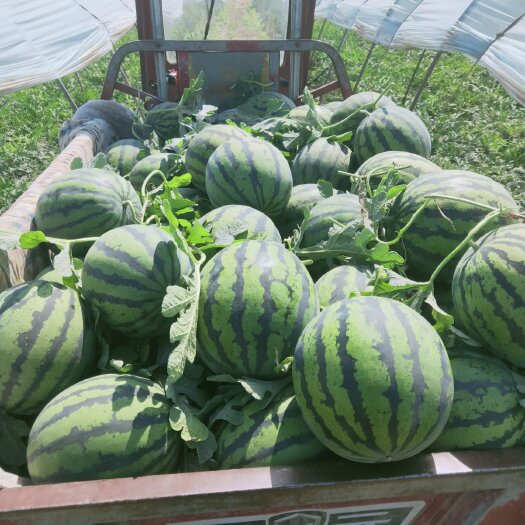 咸阳甜王草滩西瓜