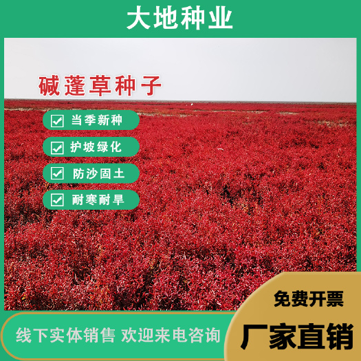 碱蓬草种盐地碱蓬沙湿地耐盐碱治理土壤改善食用红色翅碱蓬菜种子