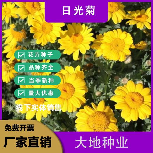 灌云县日光菊种子 多年生宿根黄色菊花种子 当年开花 春夏播种 耐寒