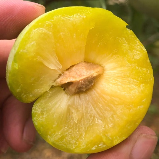桐梓县贵州蜂糖李