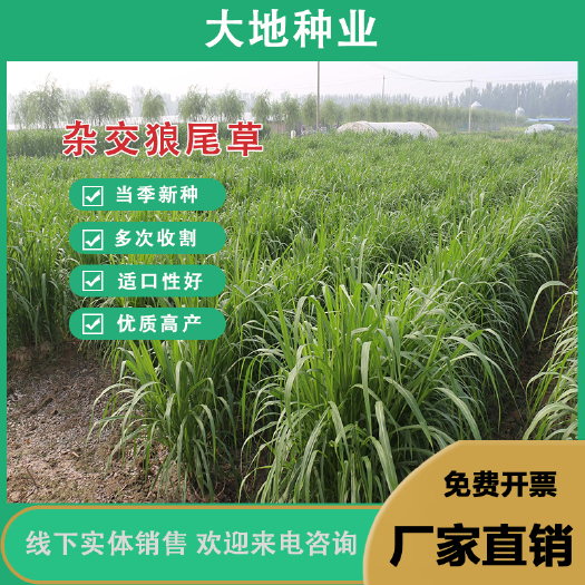 杂交狼尾草种子，牧草种子四季牛羊鱼兔牧草种子种籽批发种