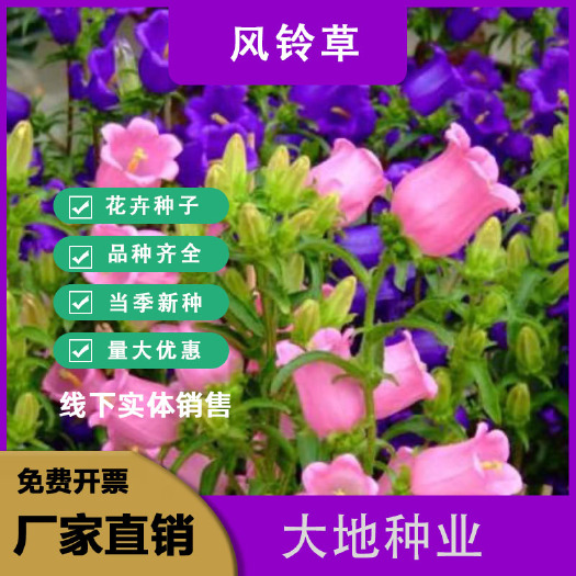 灌云县风铃草种子，室外庭院景观绿化花种子喇叭花种子四季种易活