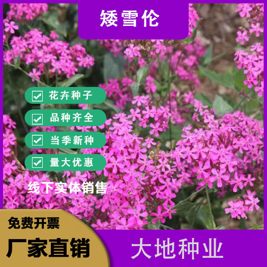 灌云县矮雪轮种子大蔓樱花地被花坛家庭院盆栽春播花卉花种子