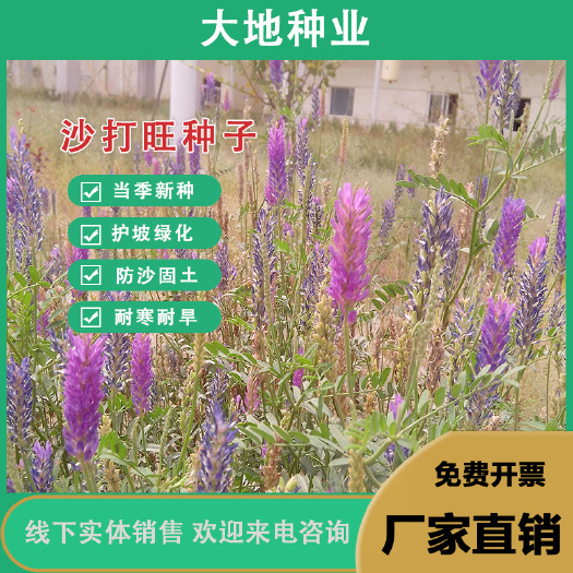 沙打旺种子 ，多年生牧草 防沙固土 护坡耐寒耐旱牧草绿肥种