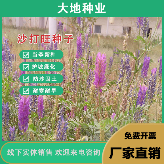 灌云县沙打旺种子 ，多年生牧草 防沙固土 护坡耐寒耐旱牧草绿肥种