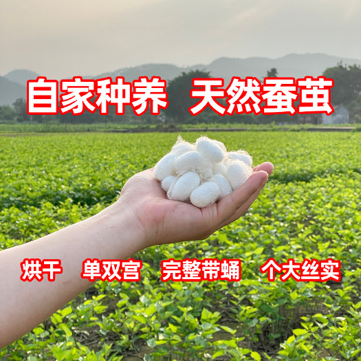 英德市完整桑蚕茧烘干蚕茧上品双宫茧