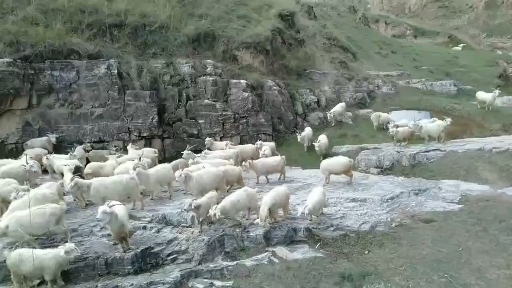 环县散养山羊
