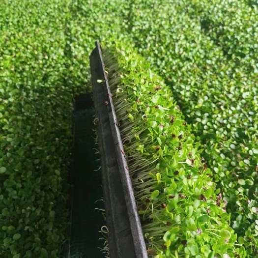 临沂水培芽苗菜专用育苗盘小黑盘带漏孔网格