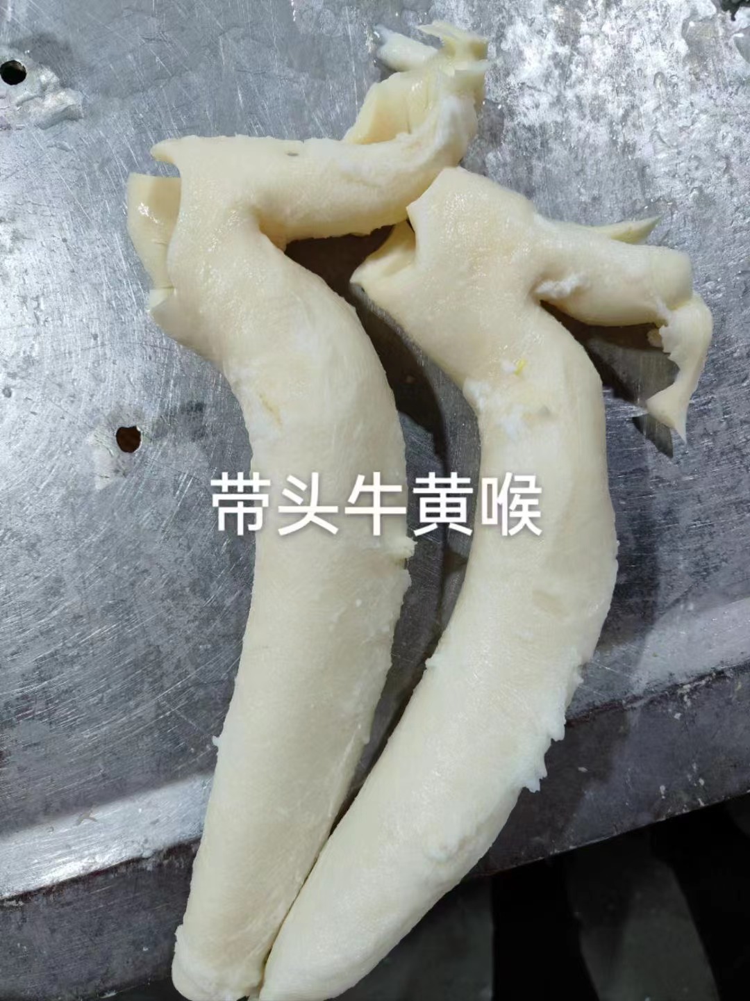 牛黃喉帶頭子 牛黃喉