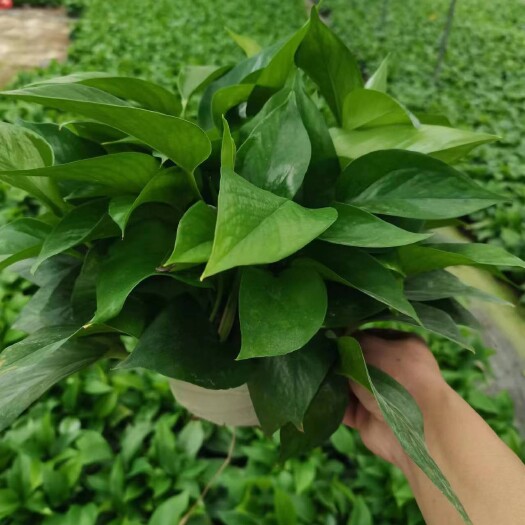 广州180白盆