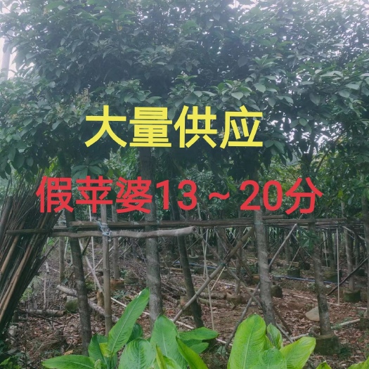 南宁假苹婆树13～20公分