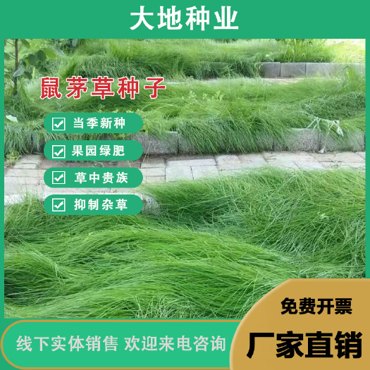 鼠茅草种 果园 绿肥鼠茅草草种 鼠茅草种子 鼠毛草种籽