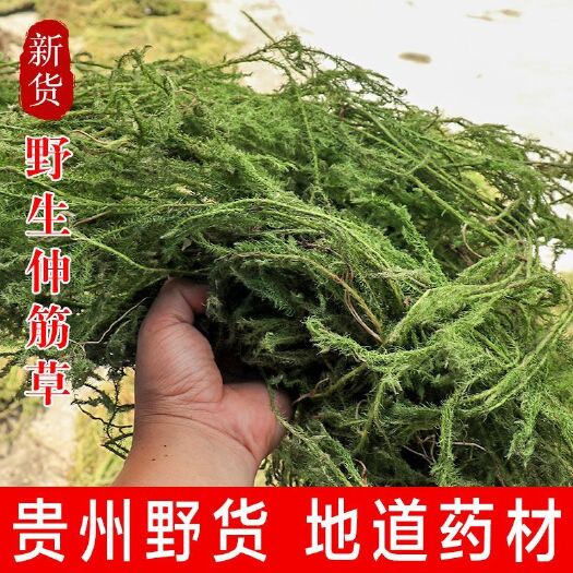 贵州纯伸筋草中药材狮子草小伸筋草舒筋草干货伸筋草通经活络