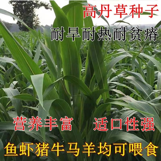 嘉祥县新品四季牧草高丹草牛羊兔鹅鱼吃的草春夏播种耐热