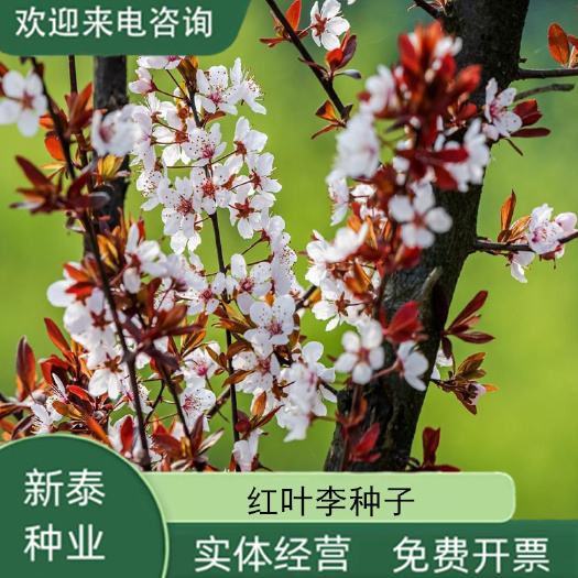沭阳县新采红叶李种子 紫叶李种子 紫叶稠李种紫叶李树苗红叶李树苗种