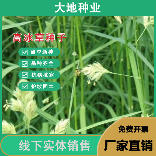 扁穗冰草种子 冰草种子，高冰草，细茎冰草种子牧草种子多年生