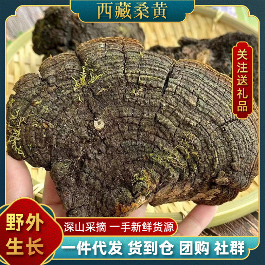 桑黄 西藏桑黄 批发优质桑黄 产地一手货源可供实体店