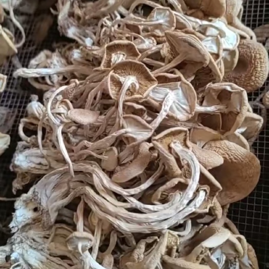 广昌县广昌开伞3号茶树菇批发自产自销