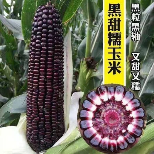 六安黑甜糯玉米种子黑糯玉米香甜糯玉米种鲜食苞米非转基因黑玉米批发