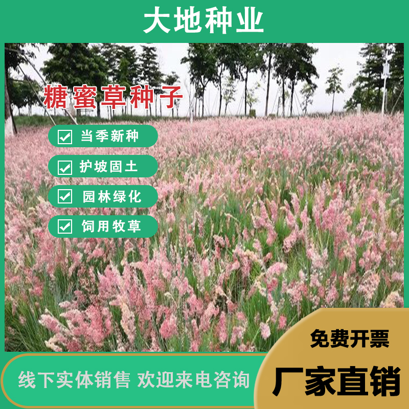 灌云县糖蜜草种子，景观绿化护坡多年生耐热性极强花期持久防沙固土草种