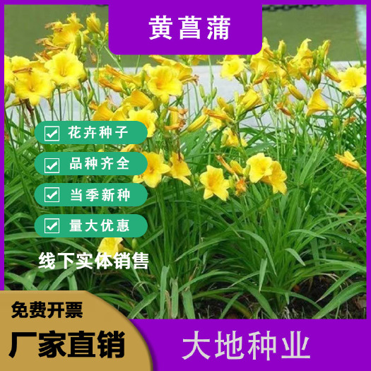 黄菖蒲种子，水生鸢尾宿根黄花鸢尾玉蝉花花菖蒲种子水生花卉种子
