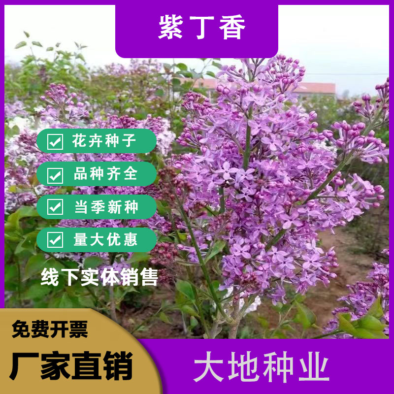 灌云县紫丁香种子 ，新采丁香种子，北方耐寒优质紫丁香花种子批发