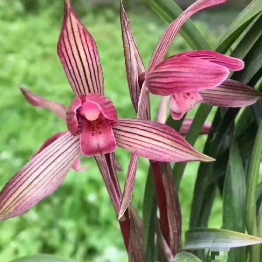南靖县春兰红草红素红芽铭品兰花红楼梦红霞春姑阳台庭院绿植花卉盆景