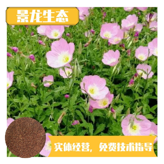 美丽月见草种子耐寒耐旱容易种植花期长景观花卉