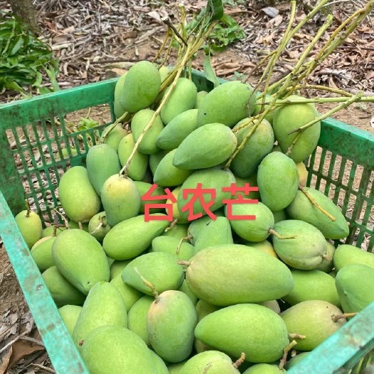 金平县自家种植台农芒金煌芒密芒红贵妃芒一二三级果均有价格低欢迎来电