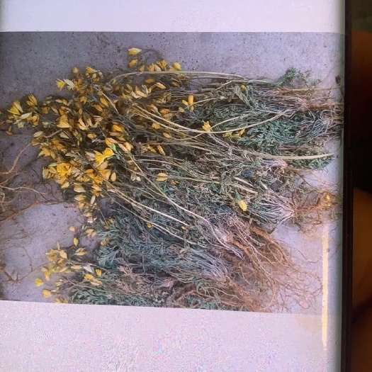 洛阳黄花茵陈