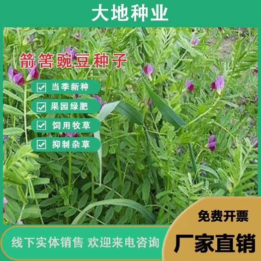 灌云县箭筈豌豆种子，红花苕野豌豆果绿肥种子南方蜜蜂植物绿肥牧草种子