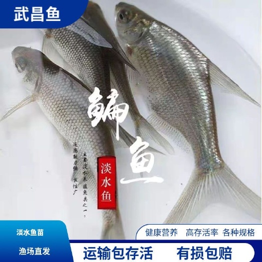 常州大量出售（精品）鳊鱼苗（规格齐全）和花白鲢鲫鱼苗