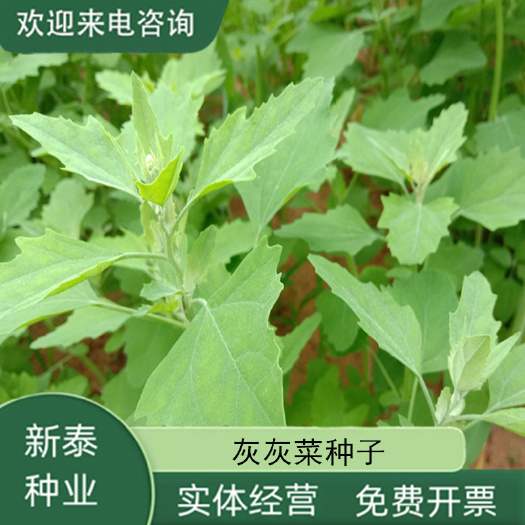 野生灰灰菜种子养生菜野菜四季播蔬菜种子阳台盆栽庭院养生菜种子