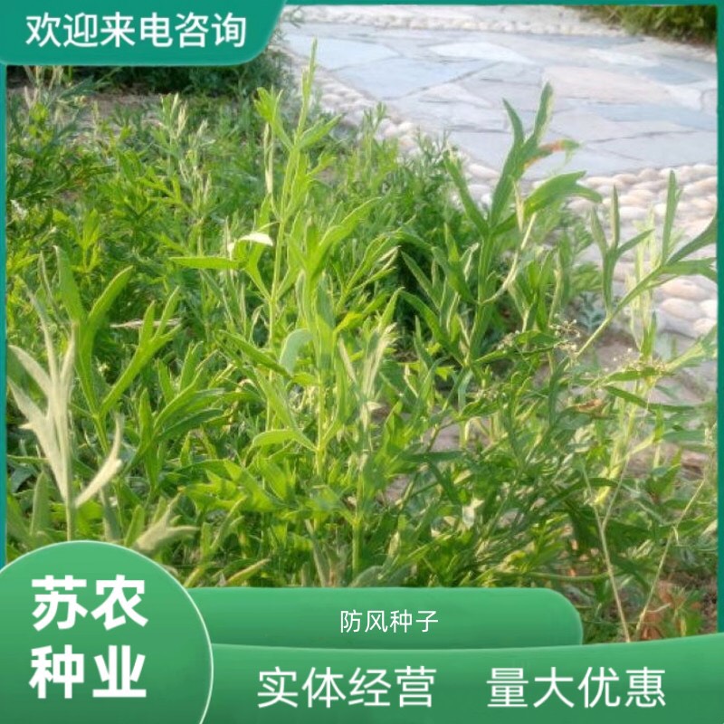 沭阳县新产防风种子散装中药材防风种籽四季播种优质防风种籽苗春秋可种