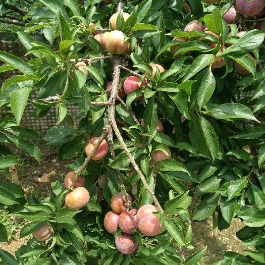 紫金县三华李