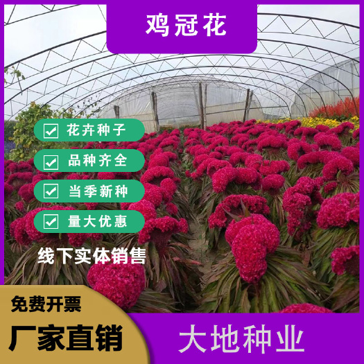 鸡冠花种子，四季种易活冠状鸡冠花种子羽状鸡冠花庭院室外花种