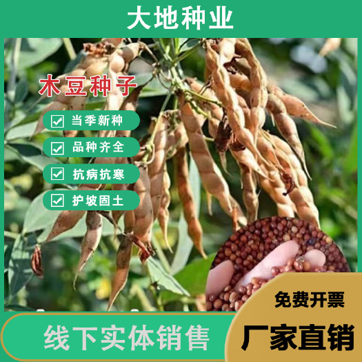 灌云县木豆草种子木豆多年生灌木种园林绿化食用饲料草籽耐干旱饲用草籽