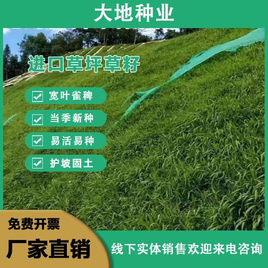 宽叶雀稗种子，国产百喜草种籽宽叶草护坡绿化草种畜禽牛羊鱼鸡鸭