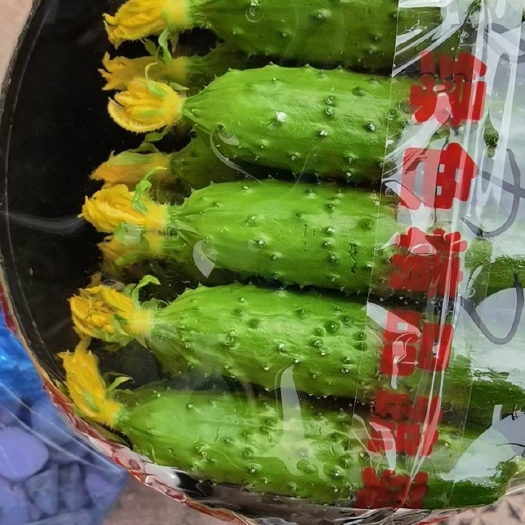 绥中县绥中县旱黄瓜，新秧，二缓